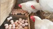 تذبذب أسعار الدواجن في المنيا: الفراخ البيضاء تصل إلى 105 جنيهات للكيلو