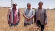 الوادي الجديد: توريد 136 ألف طن قمح وحصاد 93 ألف فدان
