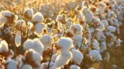 الكاميرون تتوقع وصول إنتاج القطن إلى 600 ألف طن بحلول 2030 رغم تحديات المناخ والآفات