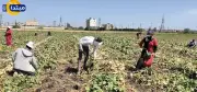 حصاد العروة الثانية لمحصول بنجر السكر في الدقهلية يتجاوز 82 ألف فدان