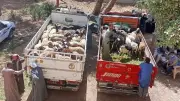 بيطري سوهاج يسلم 850 رأس أغنام للمستفيدين في القرى الأكثر احتياجًا
