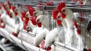 استمرار تراجع أسعار الدواجن تحت 90 جنيهاً في الأسواق المصرية