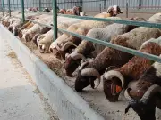 وزارة الزراعة تعلن تفاصيل طرح اللحوم والأضاحي بأسعار مناسبة قبل عيد الأضحى