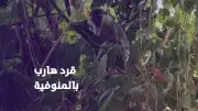 قرد هارب يدعى لولو يثير الذعر في المنوفية ويشغل السوشيال ميديا