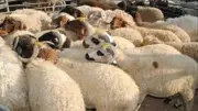 أسعار الخراف في الأسواق قبل عيد الأضحى: دليل شامل للشراء