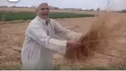 اختفاء محصول قمح بالكامل بالشرقية وجيران صاحب الأرض يكشفون مفاجآت صادمة