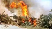 الدفاع المدني يسيطر على حريق في مزرعة نخيل بالوادي الجديد