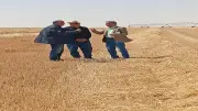 افتتاح موسم حصاد المحاصيل الاستراتيجية بمحطة الفرافرة الزراعية