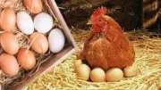 انخفاض كبير في أسعار البيض بالسوق المحلية بعد وفرة الإنتاج وتراجع الدواجن