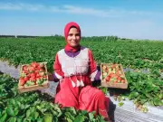 الفراولة المصرية تتصدر الأسواق العالمية بصادرات قياسية وتنافسية عالية