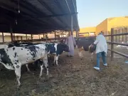 وزارة الزراعة تطلق حملات تفتيشية موسعة لمنع ذبح البتلو وحماية الثروة الحيوانية