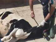 دار الإفتاء المصرية تحرم التمثيل بالحيوانات وتجرمه شرعاً