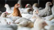 أسعار الدواجن تشهد تباينًا: انخفاض في الفراخ البيضاء وارتفاع في البلدي