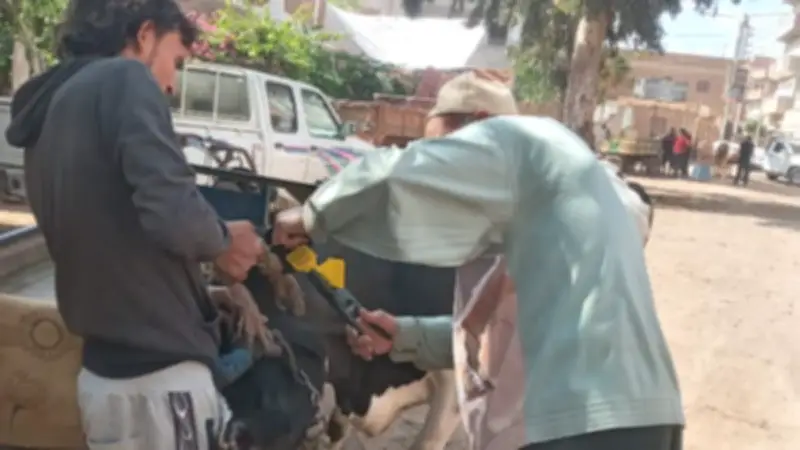 قافلة بيطرية مجانية تقدم خدماتها لـ1193 طائرا وماشية بقرية شرشابة في زفتي