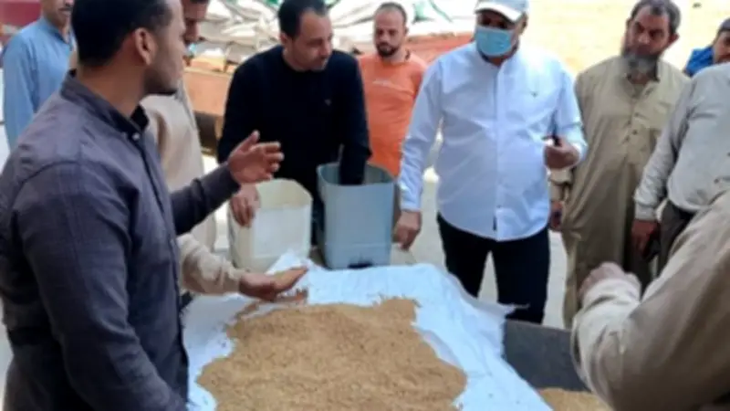 توريد 120 ألف طن قمح إلى مخازن المنوفية منذ بدء الموسم