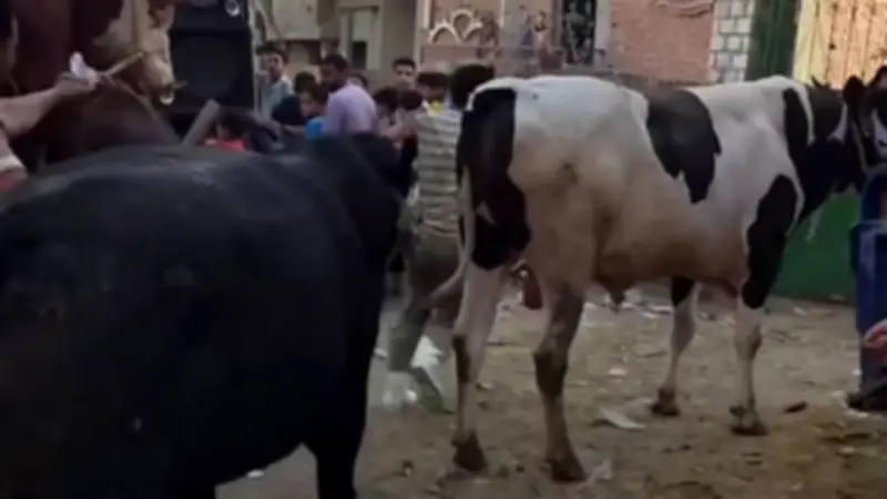 الفيوم تخصص 14 نقطة لذبح الأضاحي بالمجان خلال عيد الأضحى
