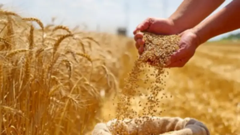 الزراعة: توريد 1.5 مليون طن قمح محلي ونستهدف 5 ملايين هذا الموسم