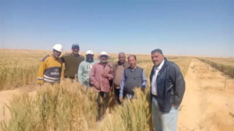 مركز بحوث الصحراء يحقق 15 أردبًا للفدان بزراعة القمح بمياه ملوحة 8000 جزء في المليون