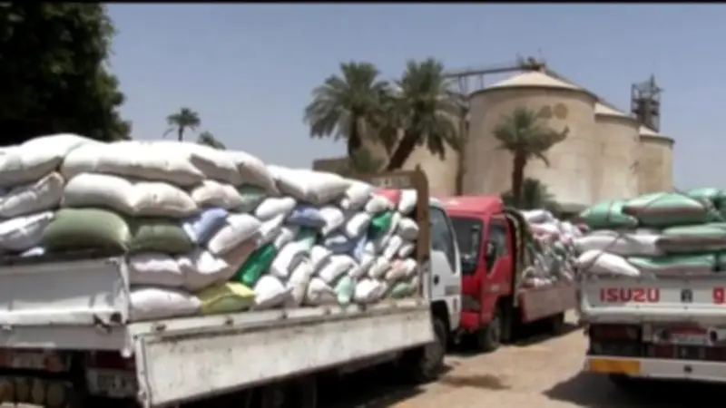 محافظ سوهاج: استقبال 170 ألف طن قمح ورفض 2150 طنًا غير مطابقة للمواصفات