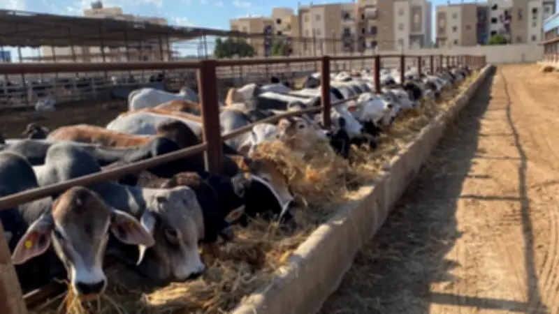 رابع يوم العيد.. مفاجأة بانخفاض أسعار الأضاحي 20 جنيها بالكيلو
