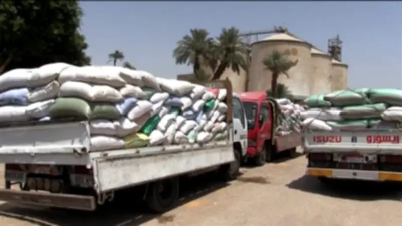 استبعاد 2066 طن قمح غير مطابق للمواصفات بصوامع سوهاج