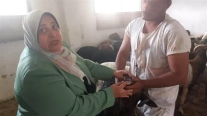 «زراعة البحر الأحمر» تطرح خراف العيد بـ235 جنيها للكيلو في 3 مدن