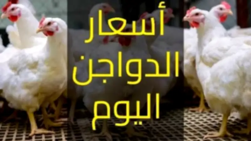 انخفاض أسعار الدواجن اليوم الإثنين 25 مايو 2026.. الكيلو بـ67 جنيها