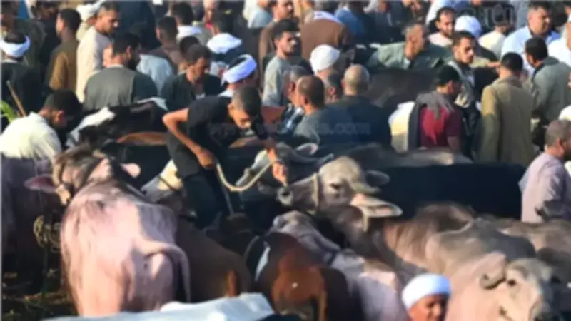 ارتفاع أسعار الأضاحي يربك الأسواق مع قرب عيد الأضحى وزيادة 25 ألف جنيه في العجل
