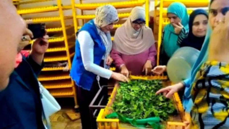 وقاية النباتات يُؤهل 25 سيدة ريفية لإدارة مشروعات إنتاج الحرير الطبيعي