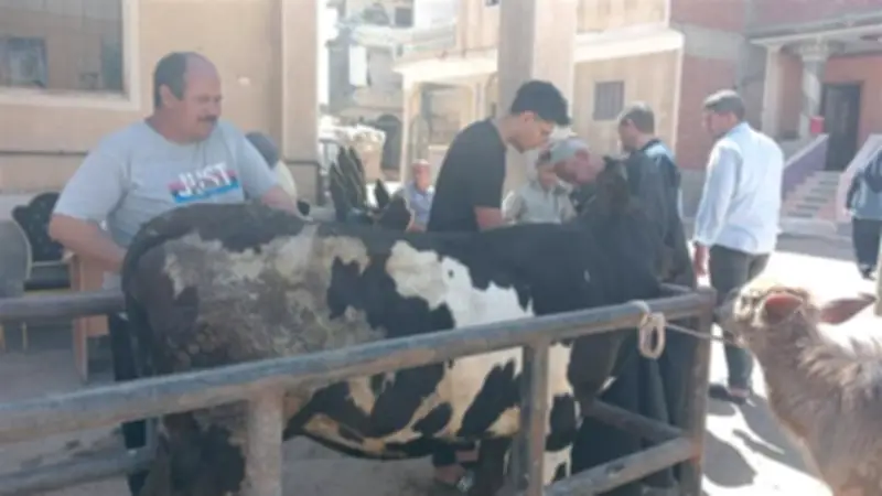 قافلة بيطرية مجانية بقرية شابة في كفر الشيخ تقدم 2547 خدمة علاجية
