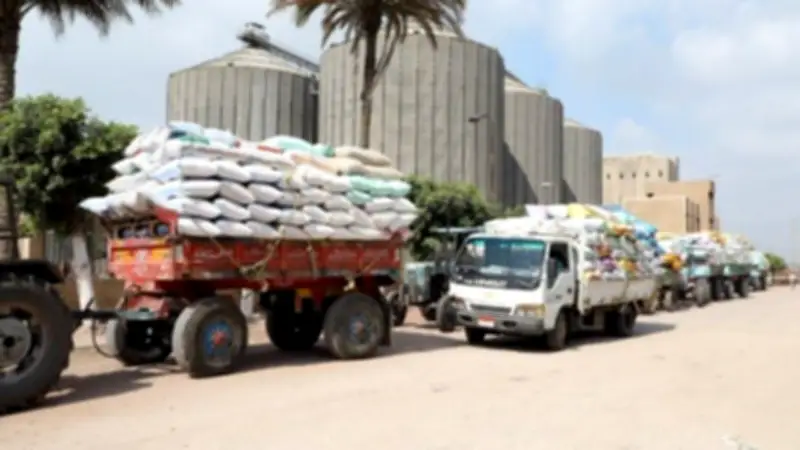 بني سويف: توريد 270 ألف طن قمح محلي حتى اليوم