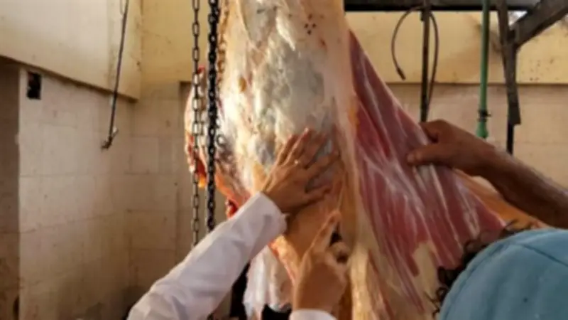 ذبح 276 أضحية بمجازر الوادي الجديد في ثاني أيام العيد