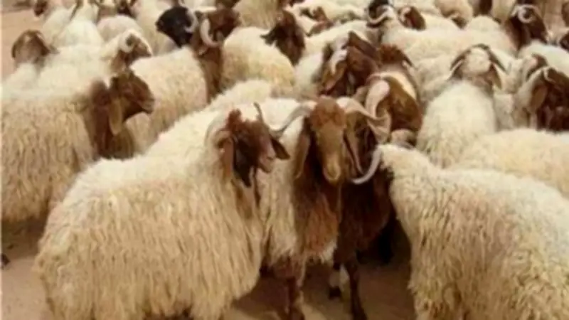 3 طرق للتخلص الآمن من مخلفات الذبح في عيد الأضحى تجنباً للغرامة