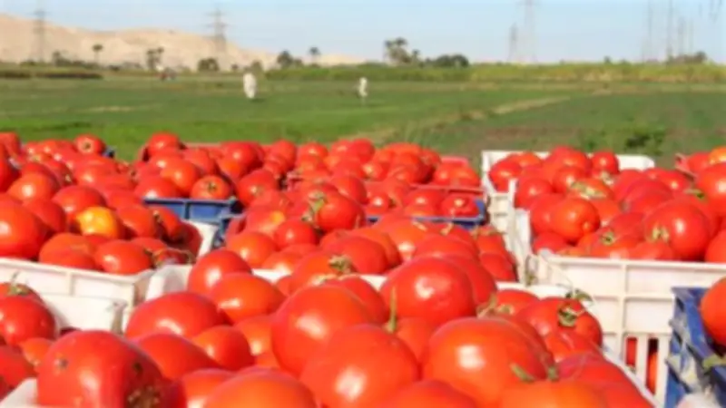 استقرار أسعار الطماطم في سوق العبور اليوم السبت 30 مايو 2026