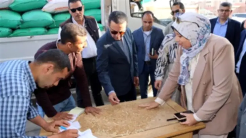 توريد 30 ألف طن قمح إلى صوامع المنوفية حتى الآن
