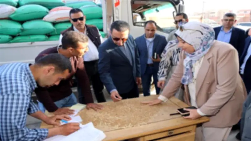 توريد 30 ألف طن من القمح إلى صوامع المنوفية منذ بداية الموسم