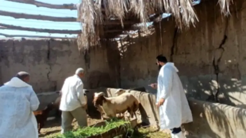 بحوث الصحراء يوزع 30 كبشًا برقيًا محسنًا وأعلافًا مجانية بسيوة