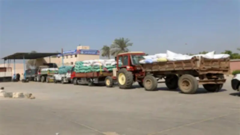 طفرة في توريد القمح المصري: 3.2 مليون طن بنسبة 64% من المستهدف
