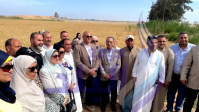 انطلاق موسم حصاد القمح في الإسكندرية على مساحة 36.5 ألف فدان