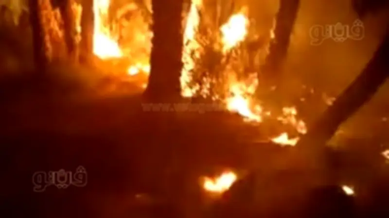 4 سيارات إطفاء تحارب حريق مزرعة نخيل في الوادي الجديد