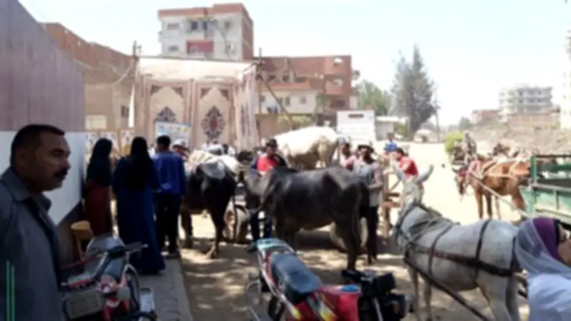قافلة بيطرية مجانية لعلاج 413 رأس ماشية في بني عباد بالشرقية