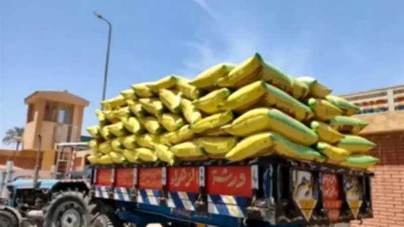 الوادي الجديد: توريد القمح يتجاوز 418 ألف طن والتموين تعلن خطة طوارئ للأضحى