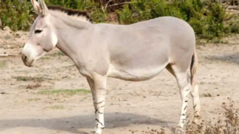 نقيب الفلاحين: سعر جلد الحمير يصل لـ45 ألف جنيه والأعداد انخفضت لمليون