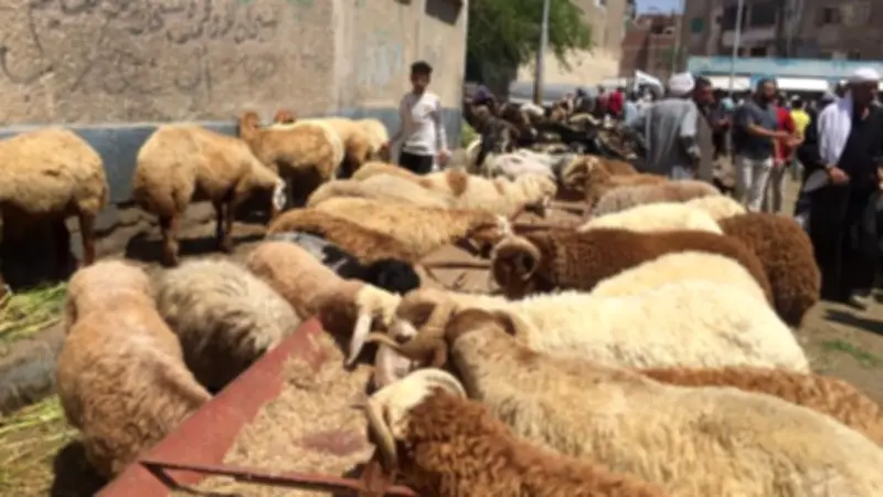 الزراعة تفتح 467 مجزرًا بالمجان استعدادًا لعيد الأضحى