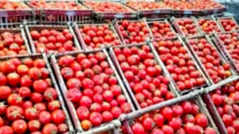 5 أسباب وراء ارتفاع الطماطم لـ70 جنيهاً للكيلو في الأسواق