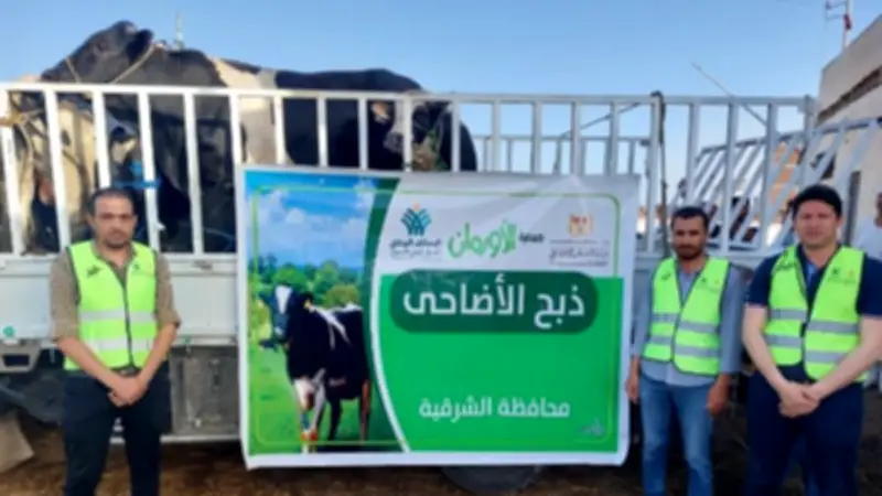 أورمان الشرقية تستعد لعيد الأضحى بنحر 50 عجلاً بمجزر الإبراهيمية
