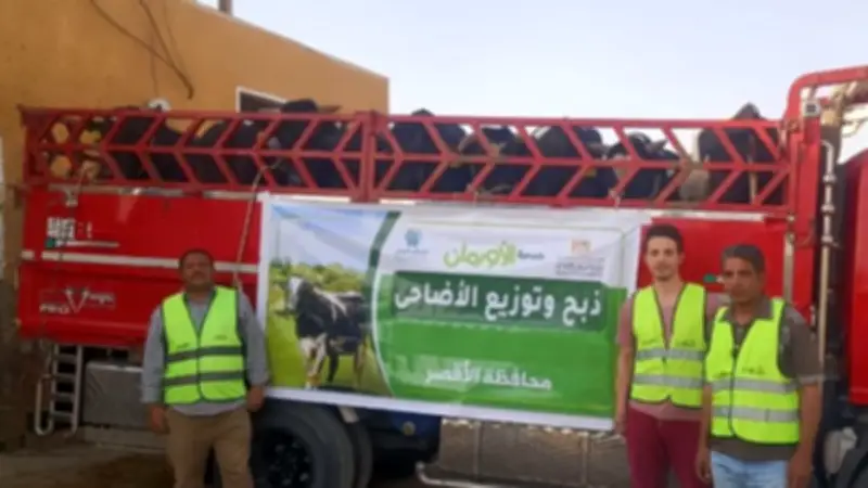 الأقصر تنحر 50 عجلاً بلدياً وتوزعها على الأكثر احتياجاً في عيد الأضحى