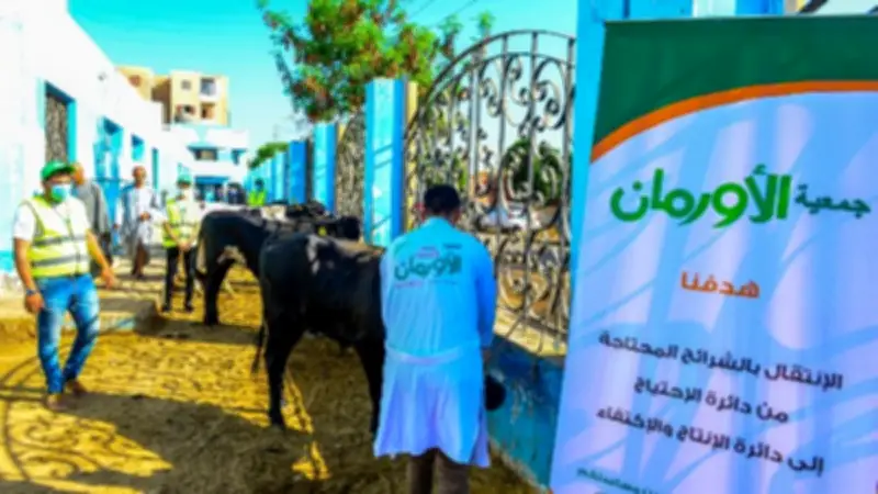 الاستعداد لنحر 50 عجلا في مجزر سمالوط بالمنيا خلال أيام التشريق