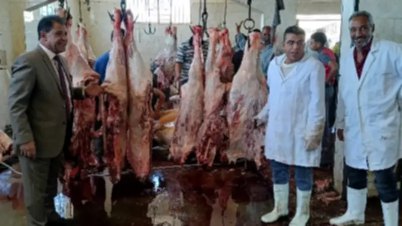 نحر 66 عجلًا بالأقصر وتوزيع لحوم على 13200 أسرة في ثاني أيام العيد