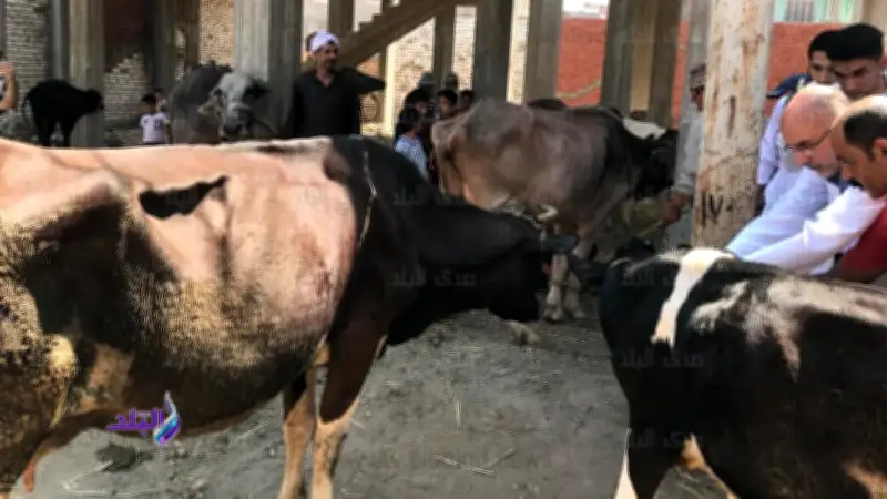 تحصين 69 ألف رأس ماشية بالغربية ضد الحمى القلاعية والوادي المتصدع